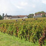 Burgundia - zbiory winogron - lubimywino.pl