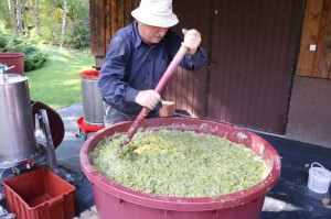 Zbiory winogron w winnicy Krokosz+-wka - G+-rska odmiana SOLARIS - KLUB WINA www.lubimywino (14)