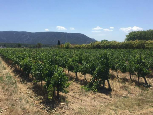WINNICE LUBERON Klub Wina www.lubimywino.pl