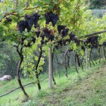 Winnice nad jeziorem Garda region Trentino
