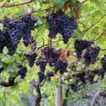 Winnice nad jeziorem Garda region Trentino