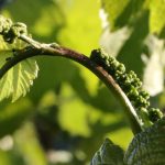 wiosna w Winnicy Kasztelańskiej Folwark Stara Winiarnia