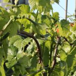 wiosna w Winnicy Kasztelańskiej Folwark Stara Winiarnia