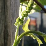 wiosna w Winnicy Kasztelańskiej Folwark Stara Winiarnia