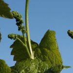 wiosna w Winnicy Kasztelańskiej Folwark Stara Winiarnia