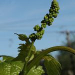 wiosna w Winnicy Kasztelańskiej Folwark Stara Winiarnia