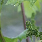 wiosna w Winnicy Kasztelańskiej Folwark Stara Winiarnia