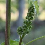 wiosna w Winnicy Kasztelańskiej Folwark Stara Winiarnia