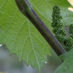 wiosna w Winnicy Kasztelańskiej Folwark Stara Winiarnia