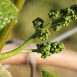 wiosna w Winnicy Kasztelańskiej Folwark Stara Winiarnia