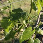 wiosna w Winnicy Kasztelańskiej Folwark Stara Winiarnia