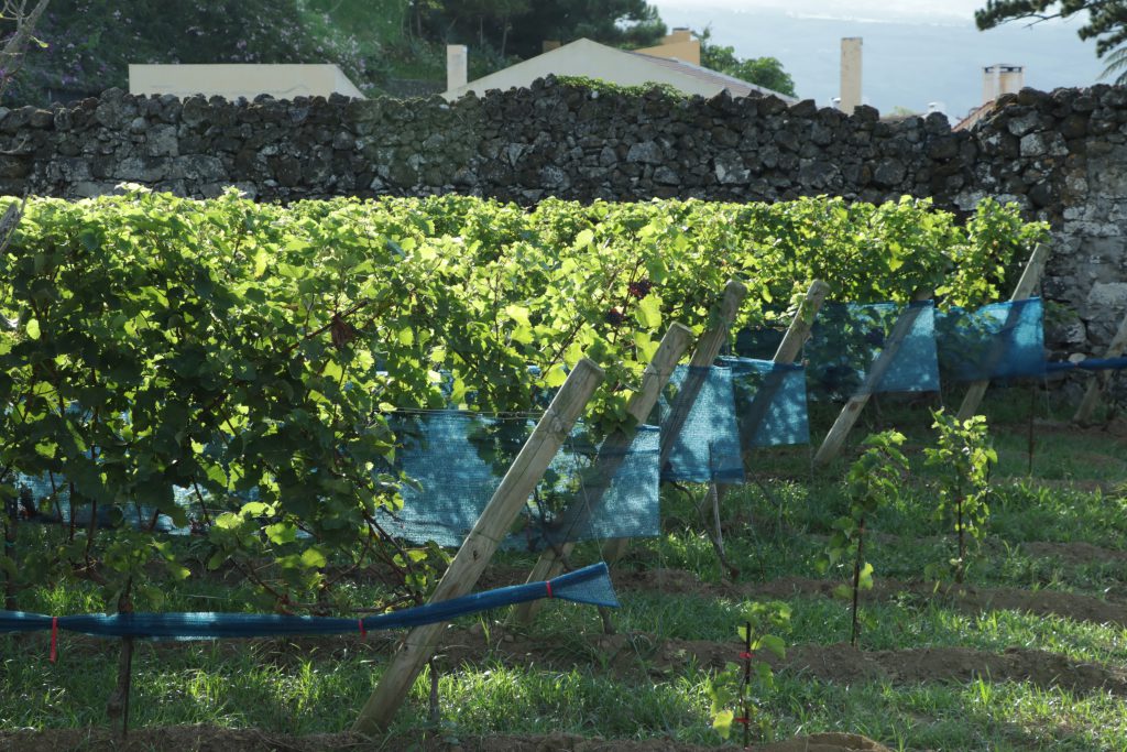 QUINTA DA JARDINETE S.MIGUEL ISLAND VINEYARD AND WINERY AZORY - ACORES Folwark Stara Winiarnia lubimywino.pl