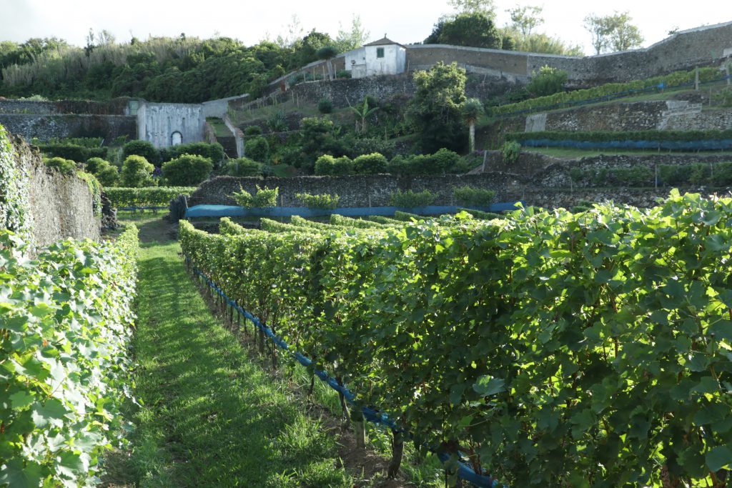 QUINTA DA JARDINETE S.MIGUEL ISLAND VINEYARD AND WINERY AZORY - ACORES Folwark Stara Winiarnia lubimywino.pl