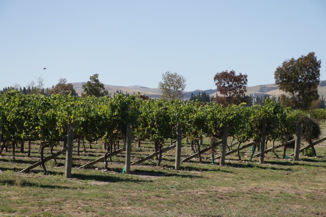 winnica Waipara Hills