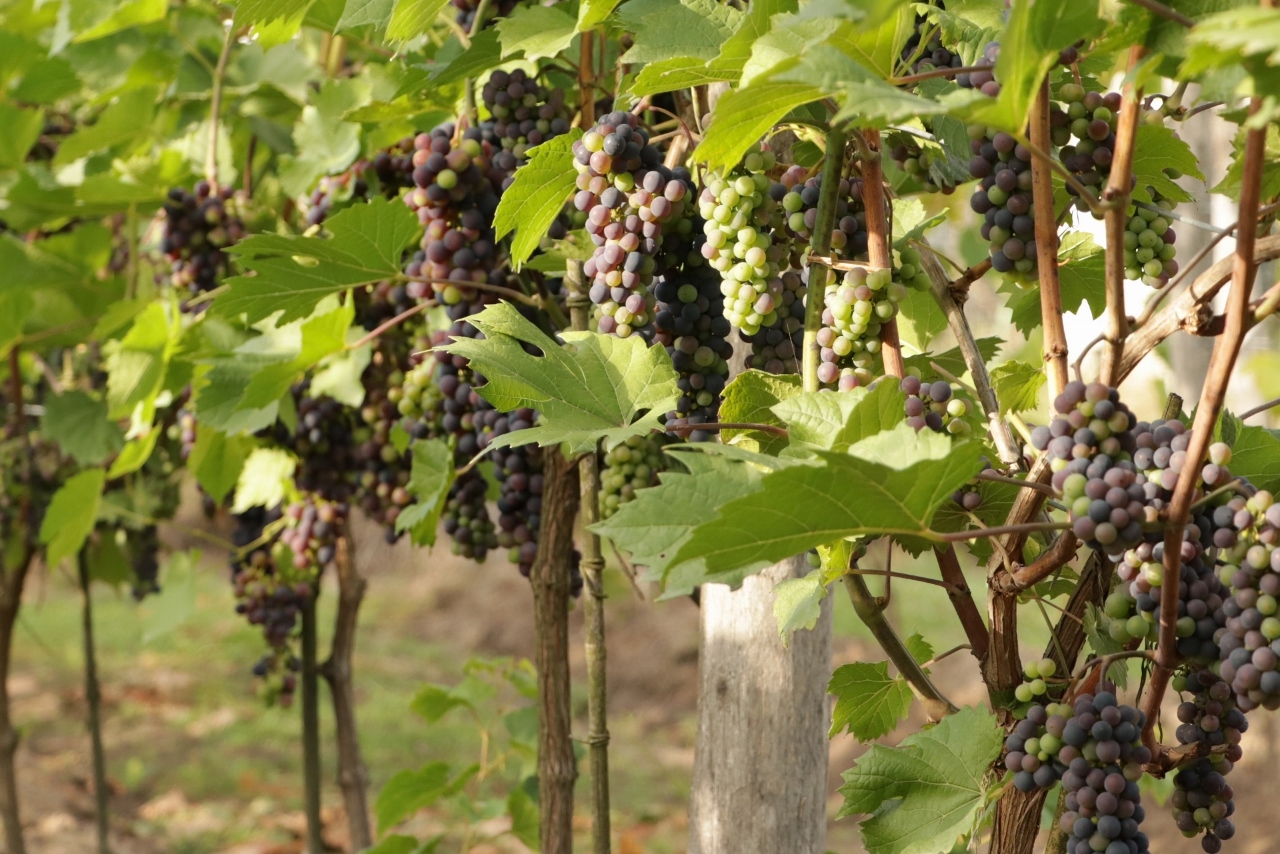 Wybarwianie winogron Winnica Kasztelańska Folwark Stara Winiarnia
