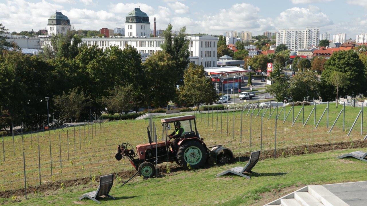 Winnica na Wzgórzu 