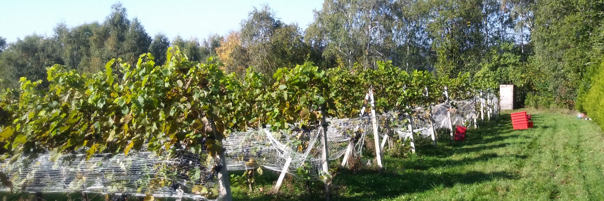 Winobranie w Winnicy Krokoszówka Górska