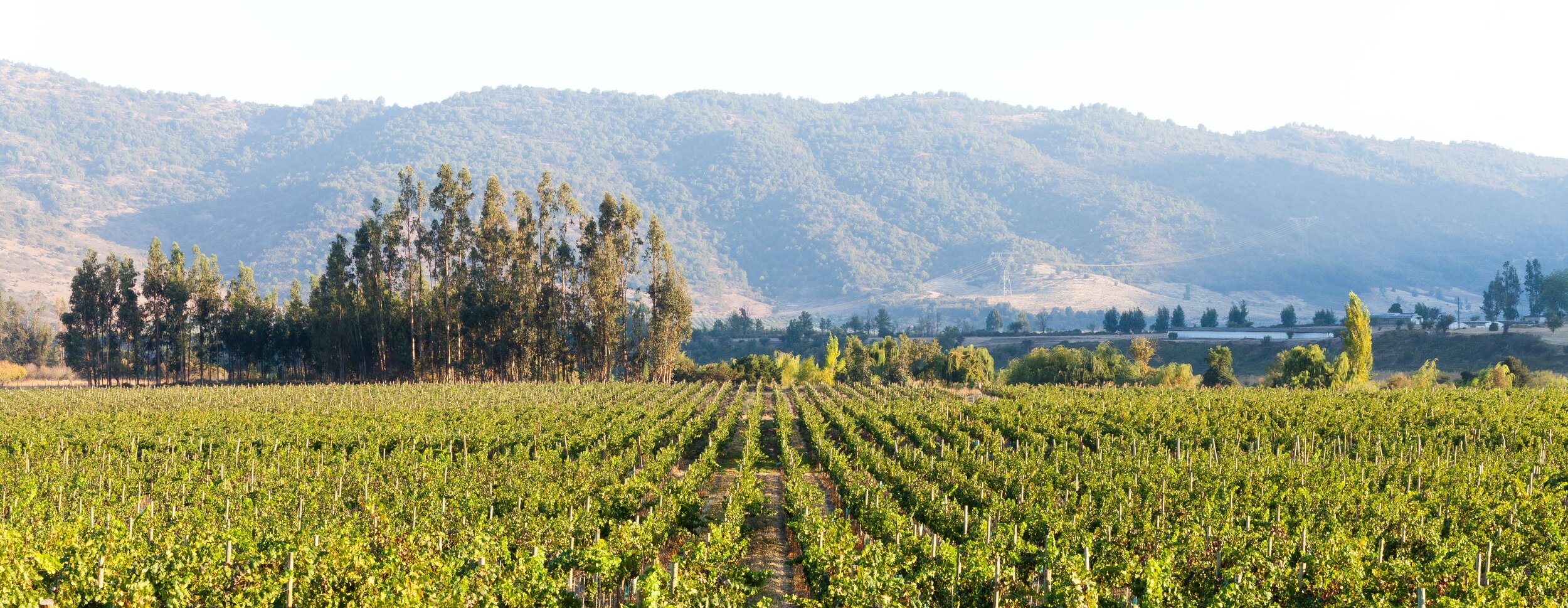 Vistamar Reserva Chardonnay
