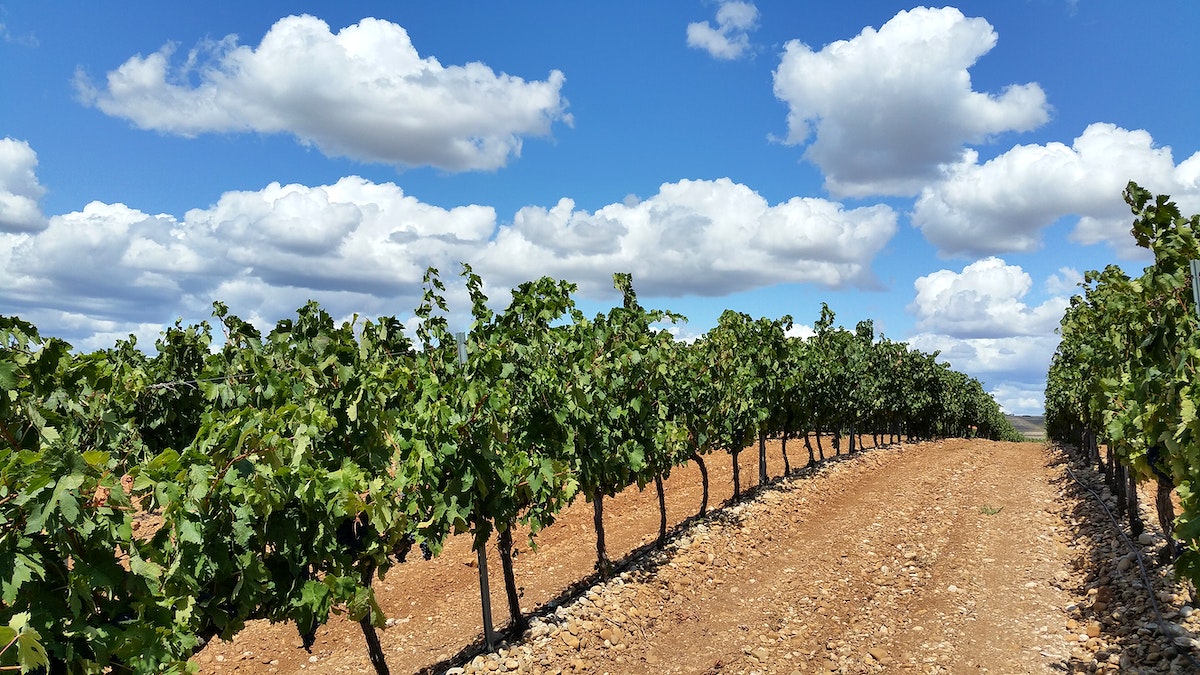 La rioja. Agricultural vineyard. Free public domain CC0 photo.