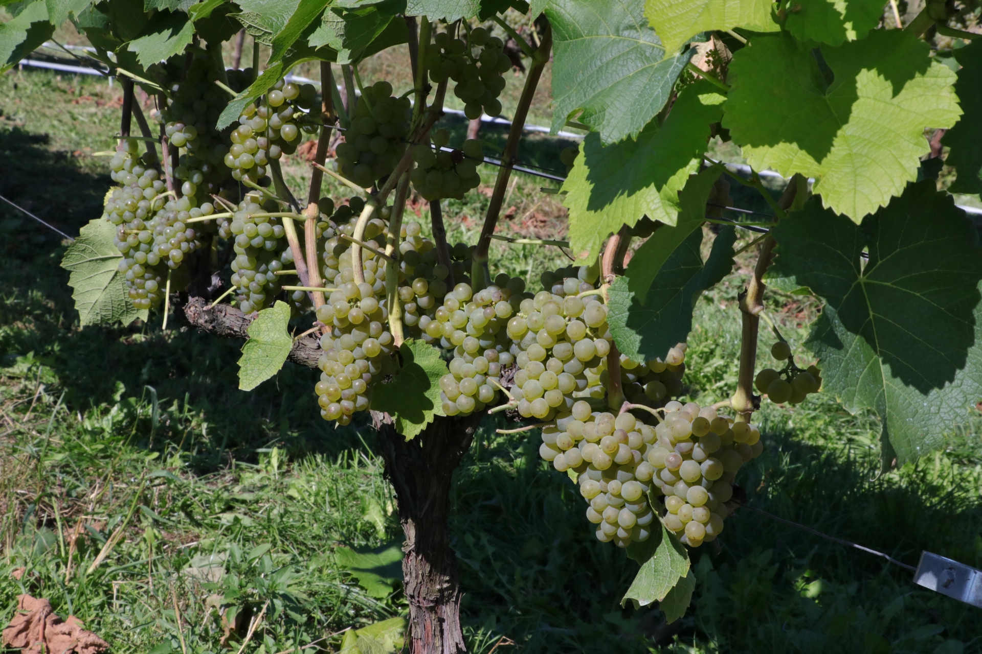 Winnica Lipowiec - Klub Wina odkrywa polskie wino na Roztoczu