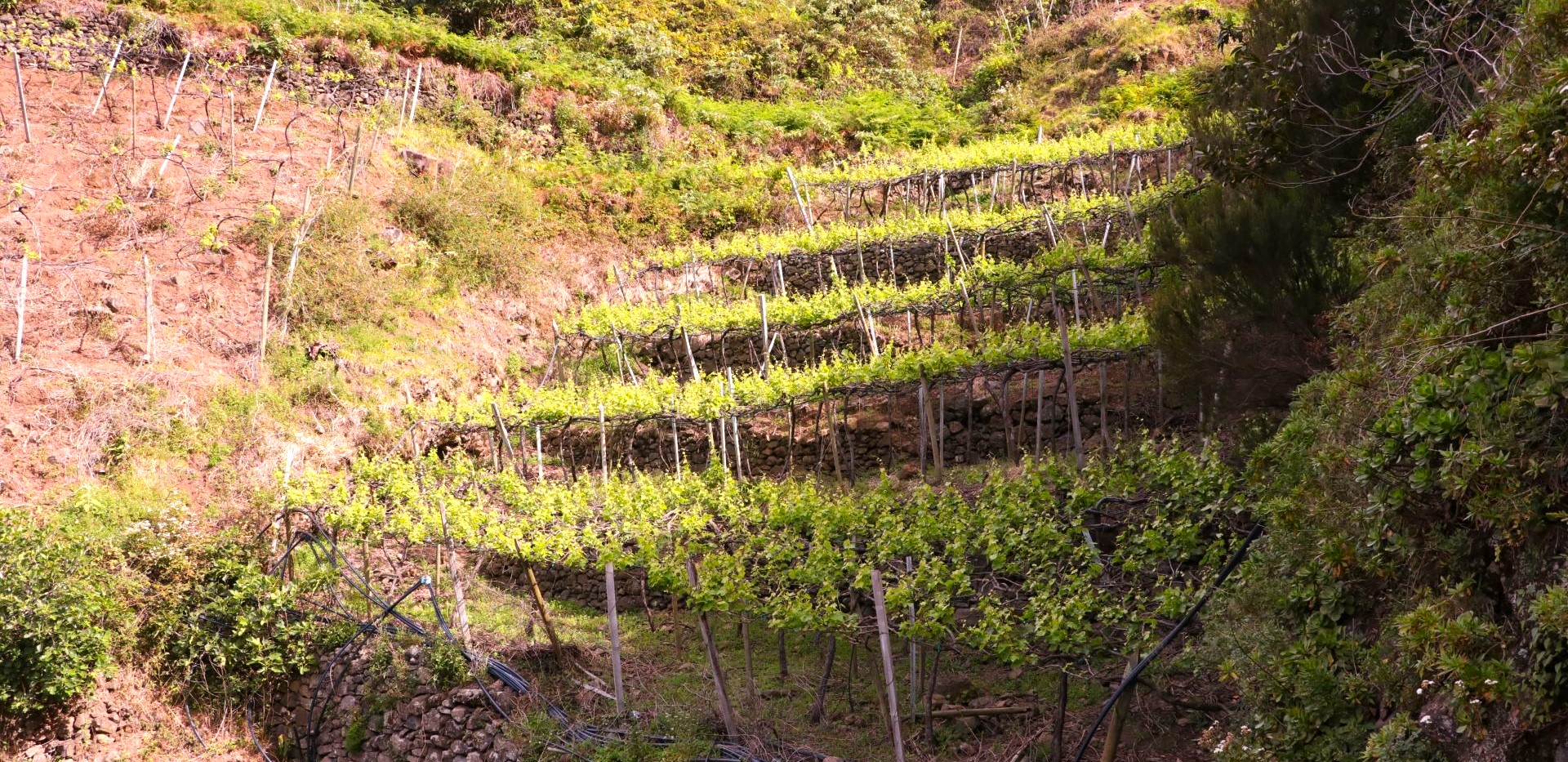 Quinta do Barbusano Madera Portugalia