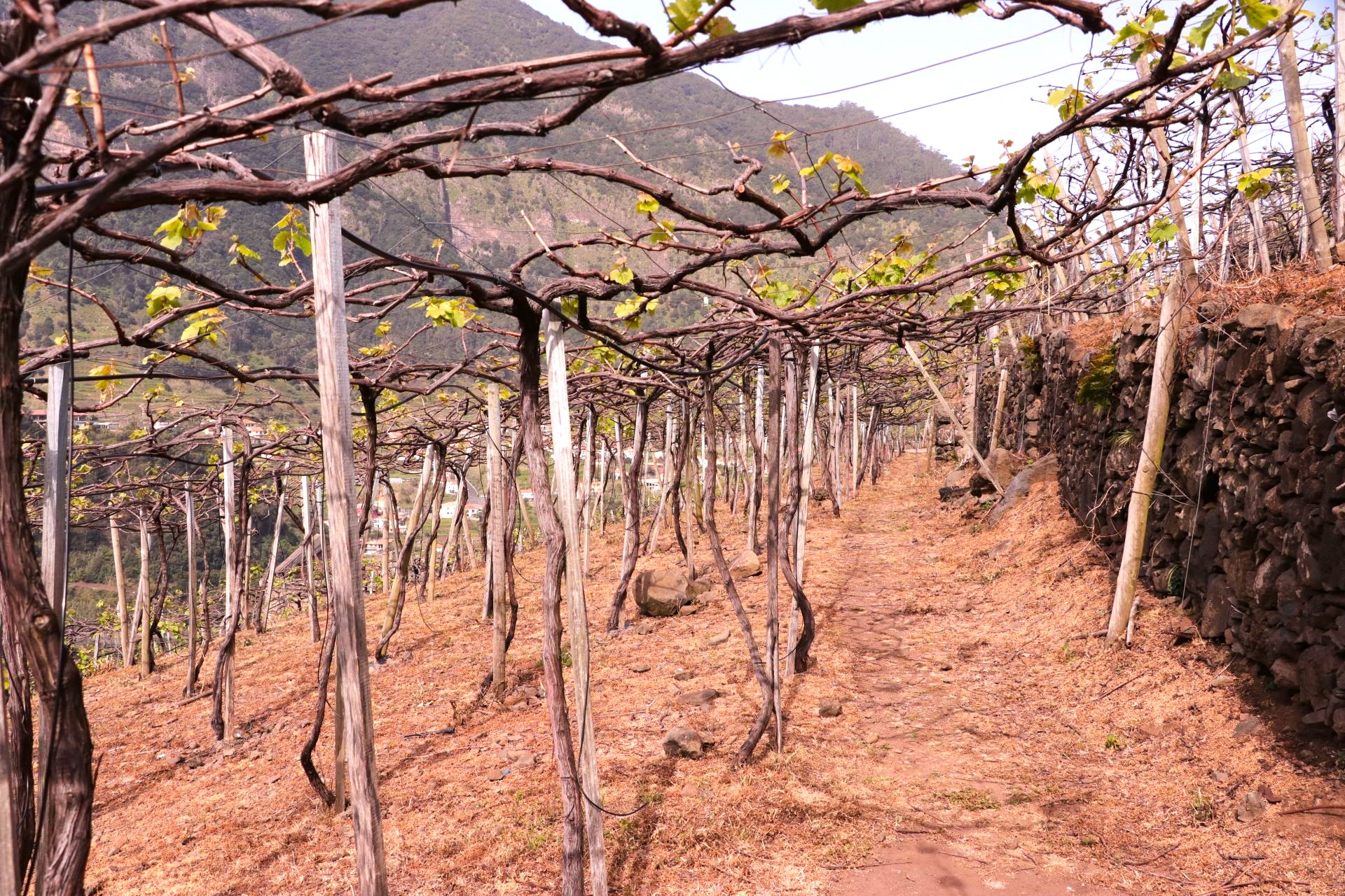 Quinta do Barbusano Madera Portugalia