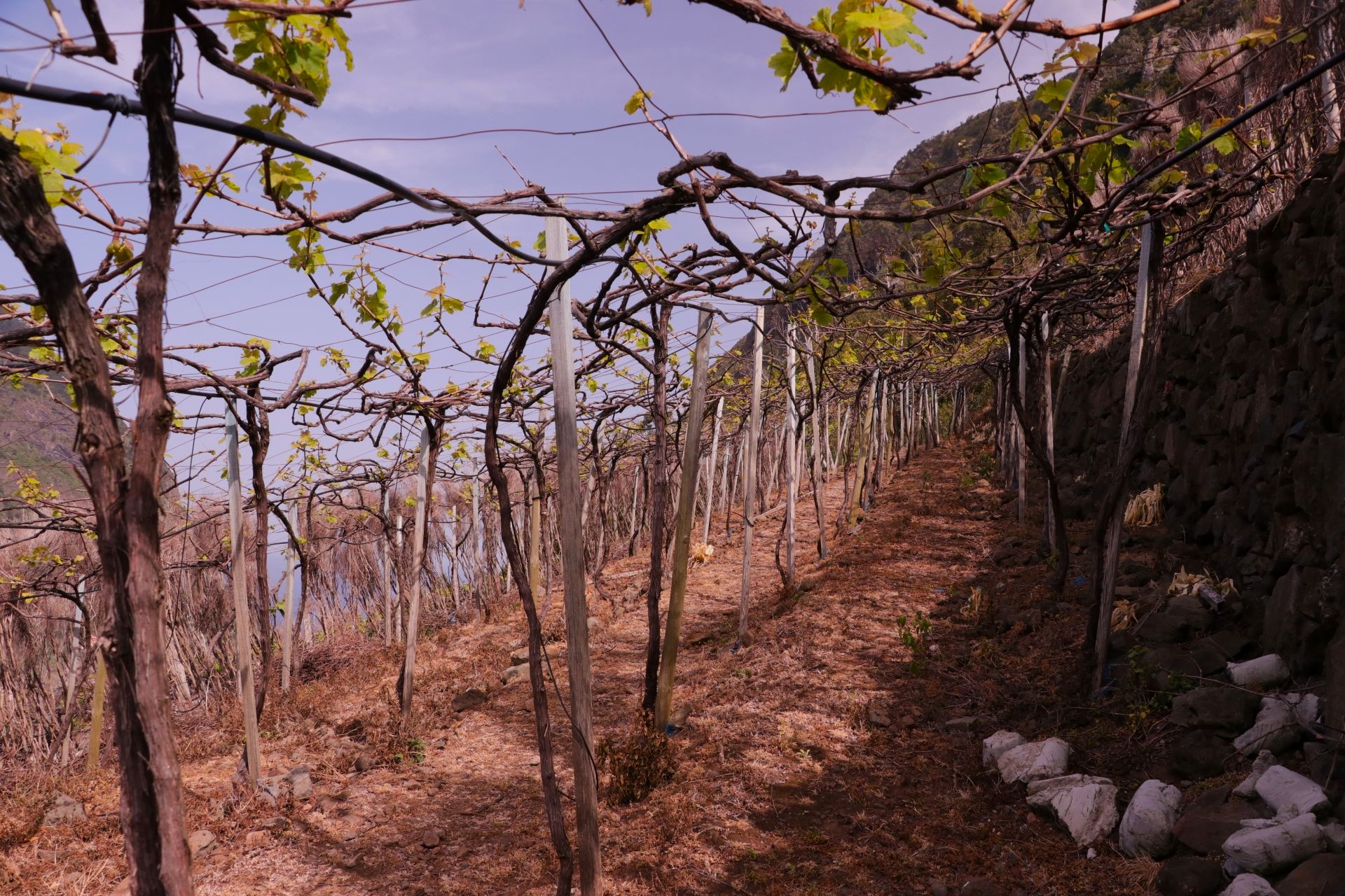 Quinta do Barbusano Madera Portugalia